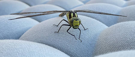 Southern Hawker Dragonfly