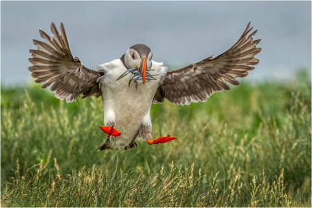 18 Puffin Landing with Sand Eels