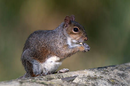 17 Grey Squirrel with food