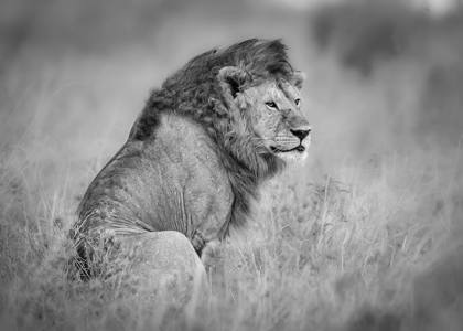 18 - Lion in the Serengeti Grass