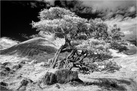 18 - Sky Tree at Loch Slappin - Derek Doar