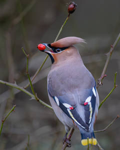 18 - Waxwing