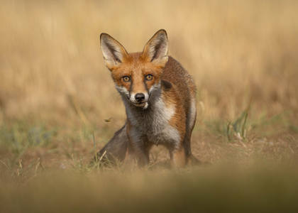 19 - Fox and Feathers