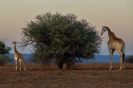 19 - Giraffes on Savanna