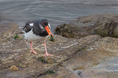 18 - Oystercatcher - Karen Higton