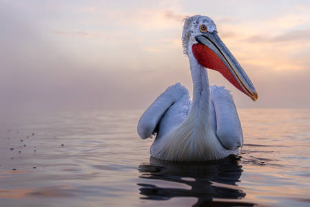 20 - Dalmatian Pelican at Dusk