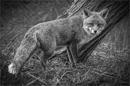 17 - The Sly Fox - Karen Higton