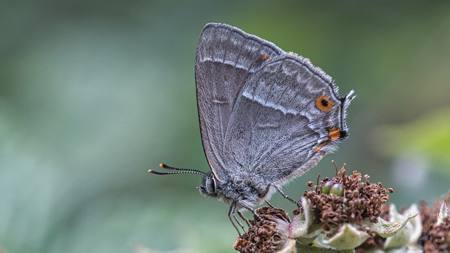 18 - Purple Hairstreak