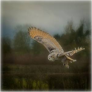 18 - Barn Owl in Flight