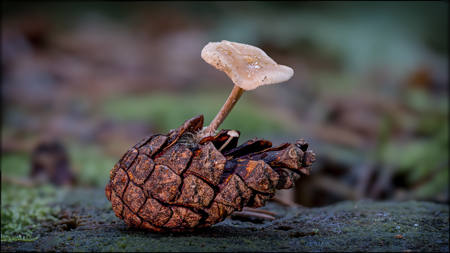 19 - Fungus on Pine Cone - Ian Pinn