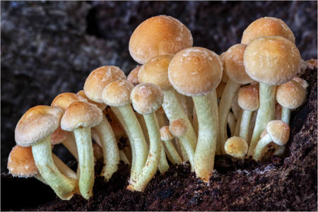 Nature 20 - Sulphertufts