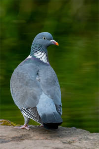 17 - Wood Pigeon - Angie White