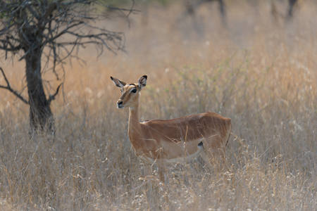 19 - Impala among dry season grasses - Mallory Mer