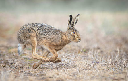 19 Hare we go