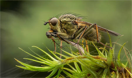 NATURE 20 - Robber Fly Stealing a fly from