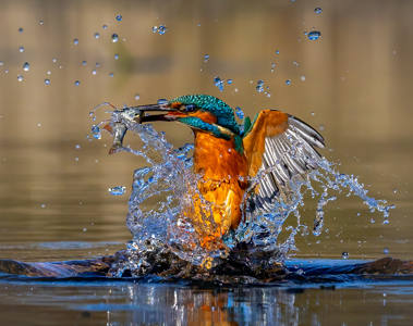 18 Kingfisher emerging with catch