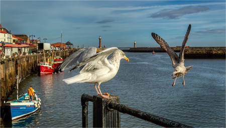 17 - Competition for Food Whitby - Derek Doar