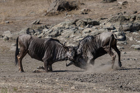 17 - Wildebeest - Mallory Mercer