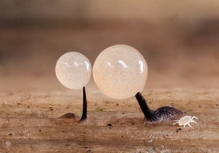 19 Slime Mold and Mite