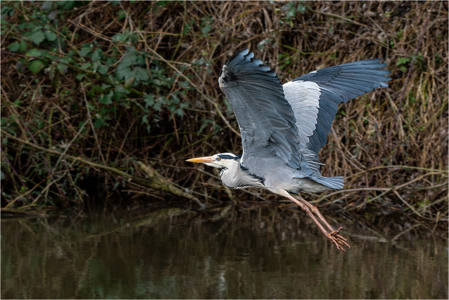 17 - Heron in Flight