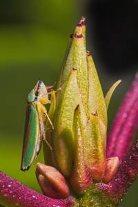 17 Rhododendron Leafhopper