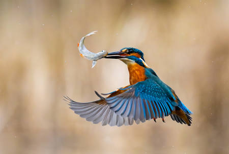 NATURE - 20 Kingfisher with fish