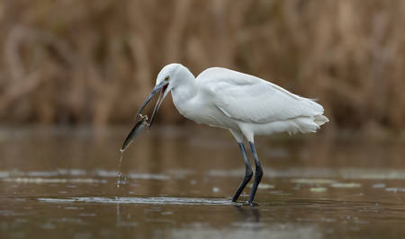 20 Little Egret Catching a Fish