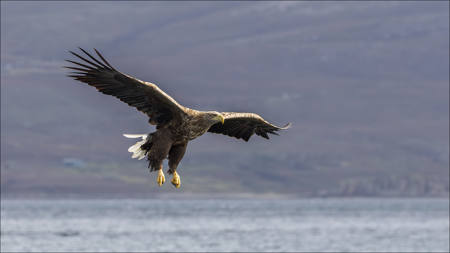 19 - White Tailed Sea Eagle in Flight