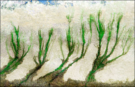 18 - Tree Line - John Colmer