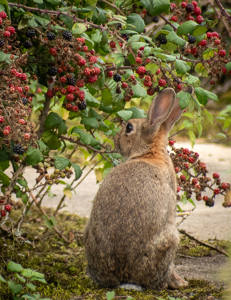 17 - Blackberry Bunny