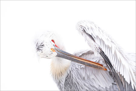 18 - Art of Preening