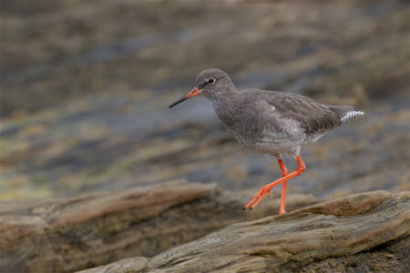 19 - Redshank on the rocks