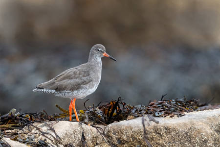 18 - Redshank