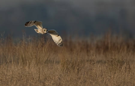 NATURE 20 Short Eared Owl Hunting