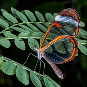 17 Glasswing Butterfly