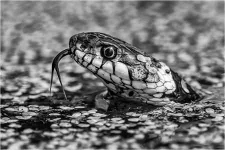 WINNER - MONO - 20 Grass snake in canal duckweed