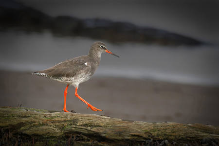 19 - Redshank on the coast - Karen Higton