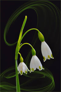 18 - Leucojum Light