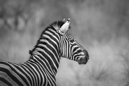 17 Plains Zebra
