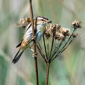 17 - Sedge Warbler with Bug