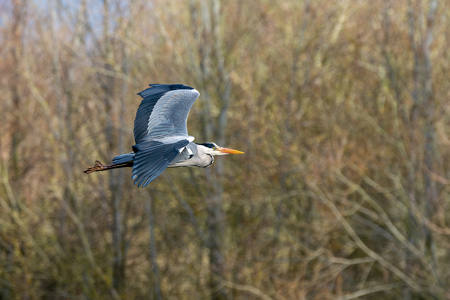 17 Heron in Flight