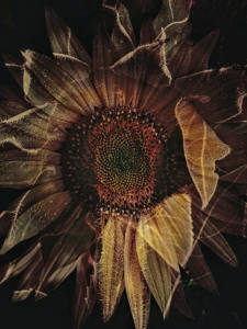 Echoes of a Sunflower