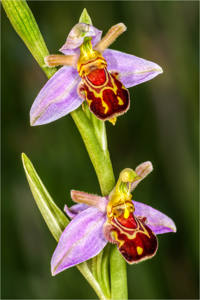 NATURE 20 - Bee Orchid - Derek Doar
