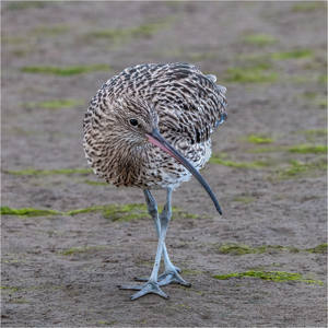 19 Curlew at Low Tide