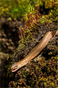 17 Slow Worm
