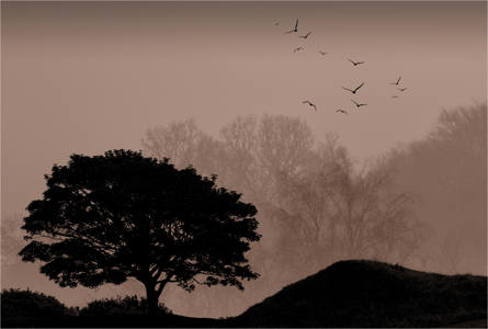 19 - Silhouette Landscape