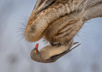 18 Giraffe and the Oxpecker