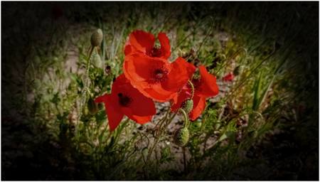 Poppies