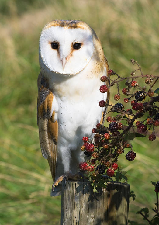 Barn Owl by Dave Jones Barn Owl
