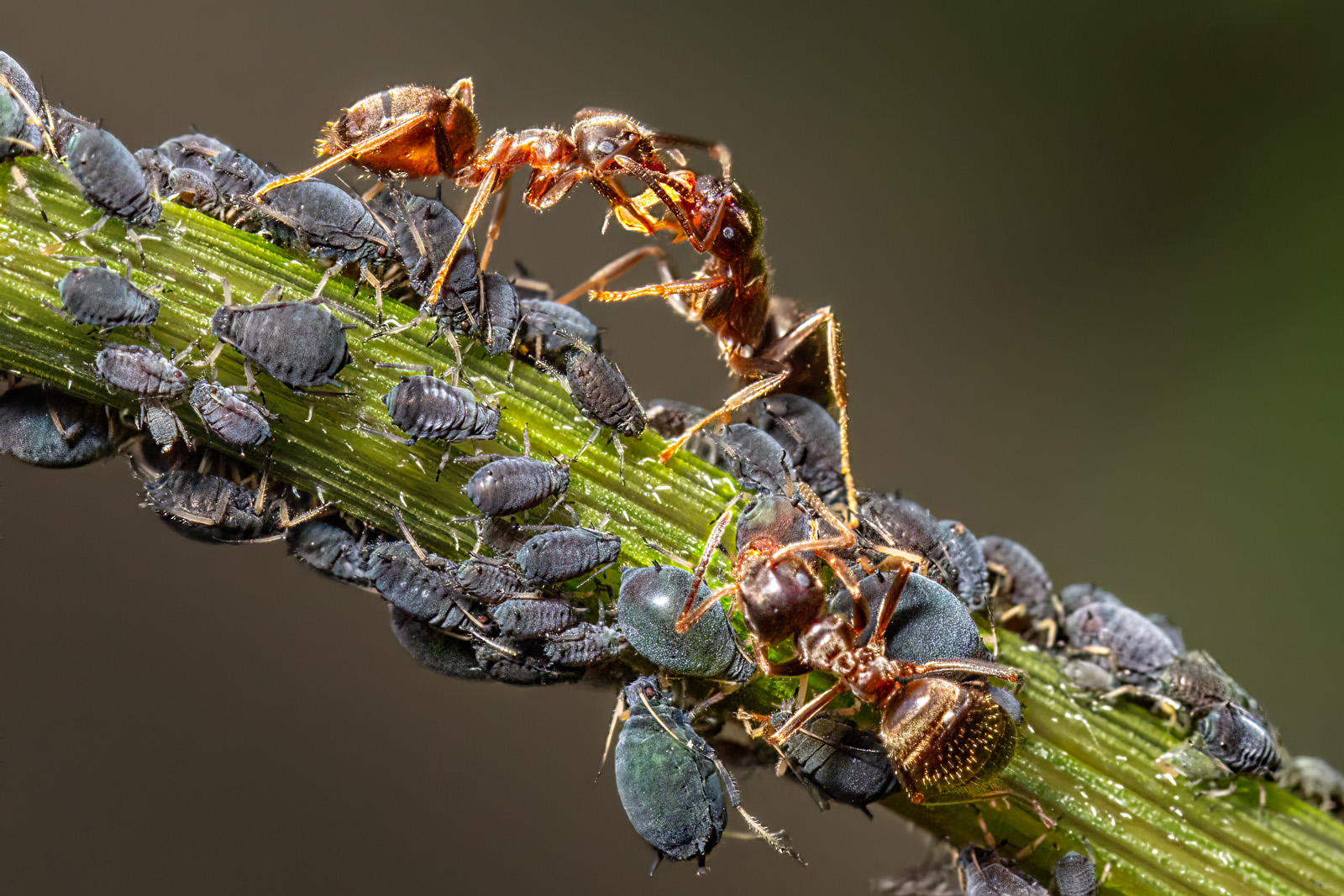 Ants Sharing Honeydew Milked From Aphids